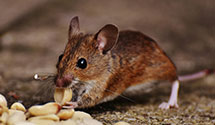 24 Hour & Emergency Exterminators in Holly Ridge, NC